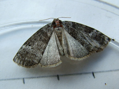 Common Lutestring